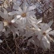 magnolia stellata