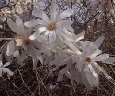 magnolia stellata