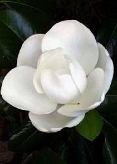 magnolia