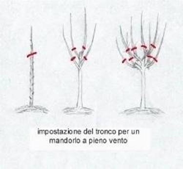 Potatura di formazione