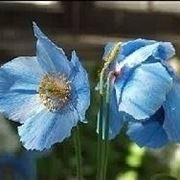 Meconopsis