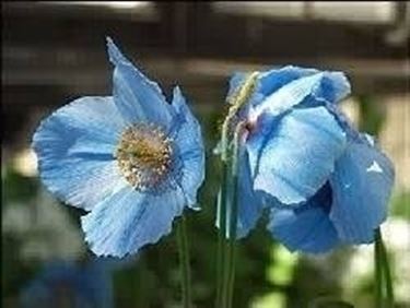 Meconopsis