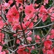 Chaenomeles