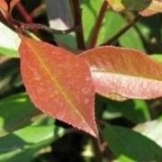 Photinia