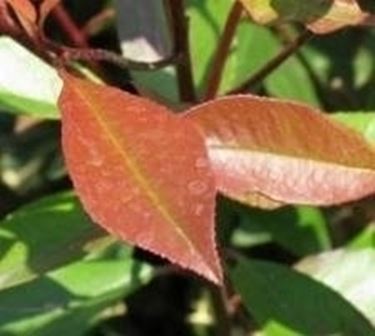 Photinia