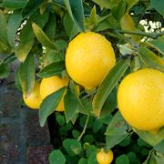 coltivare limoni a terra