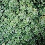 Sedum