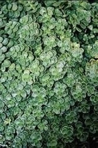 Piante sempreverdi da balcone domande e risposte giardinaggio Piante e fiori da terrazzo