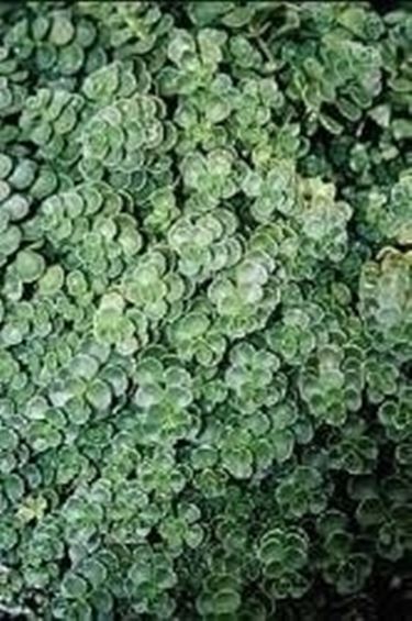 Sedum