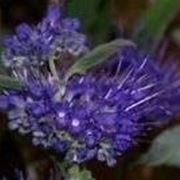 fiore di caryopteris