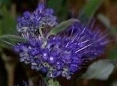 fiore di caryopteris