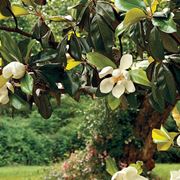 potatura magnolia