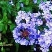 fiori plumbago