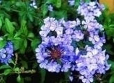 fiori plumbago