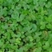 Dichondra