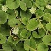 Dichondra