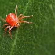 ragnetto rosso in casa