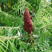 Rhus typhina