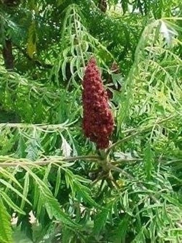Rhus typhina