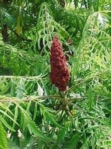 Rhus typhina