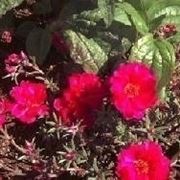 Portulaca