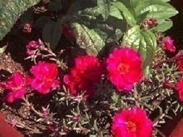 Portulaca