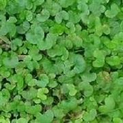 dichondra