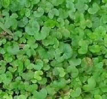 dichondra