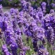 lavanda