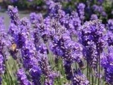 lavanda