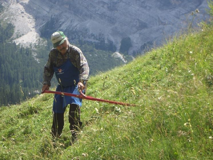 taglio erba