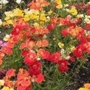 nemesia