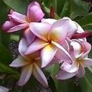 Fiori di plumeria