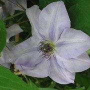 Clematis