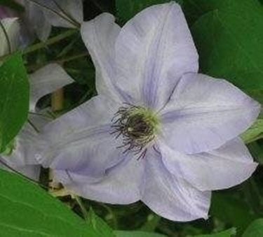 Clematis