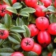 cotoneaster