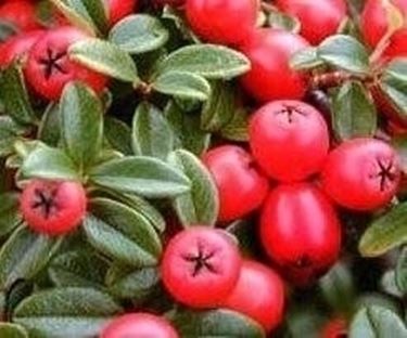 cotoneaster