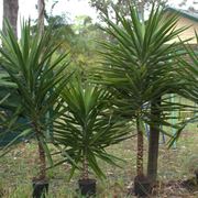 yucca