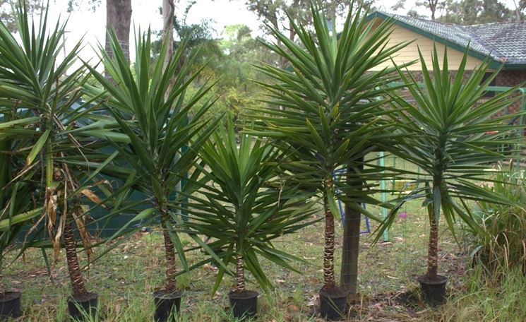 yucca