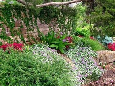 piante nel giardino roccioso