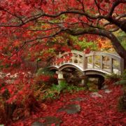 jardin japonais