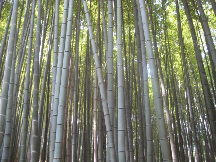 bambu'