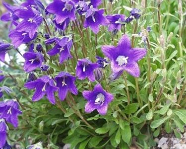 CAMPANULA SELVATICA