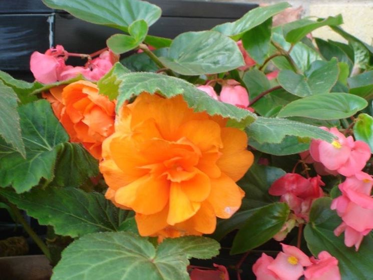 begonia