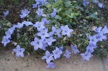 CAMPANULA SELVATICA