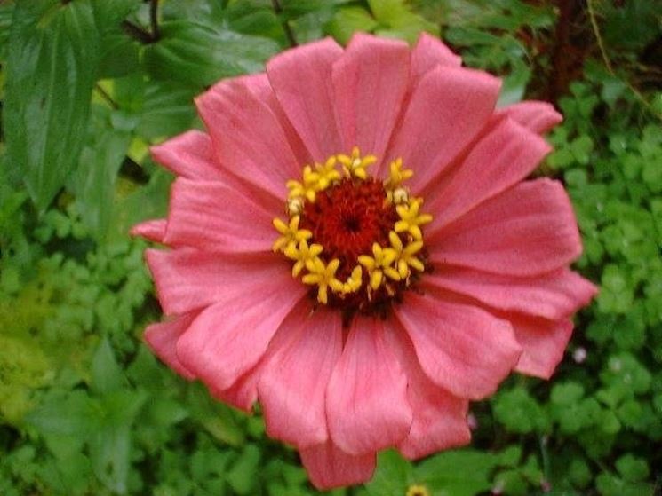 zinnia