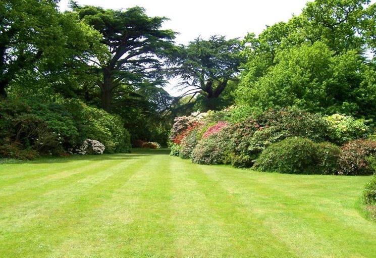 Siepi e piante da giardino