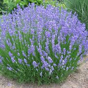 Pianta di lavanda