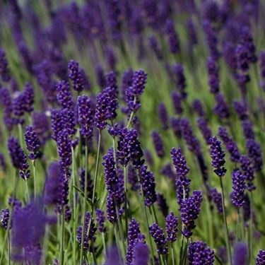 Fiori di lavanda