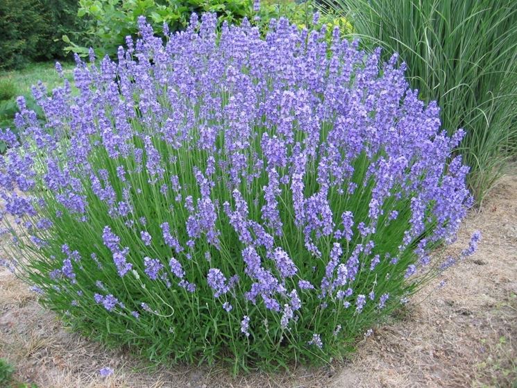 Pianta di lavanda